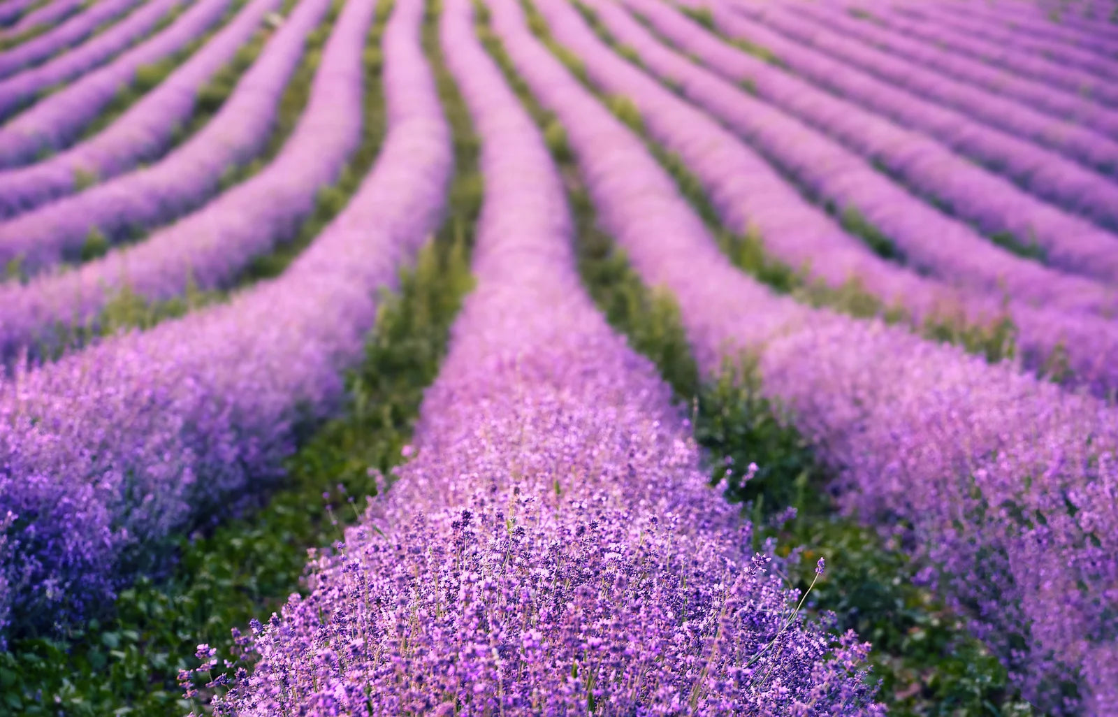 Lavender Haze